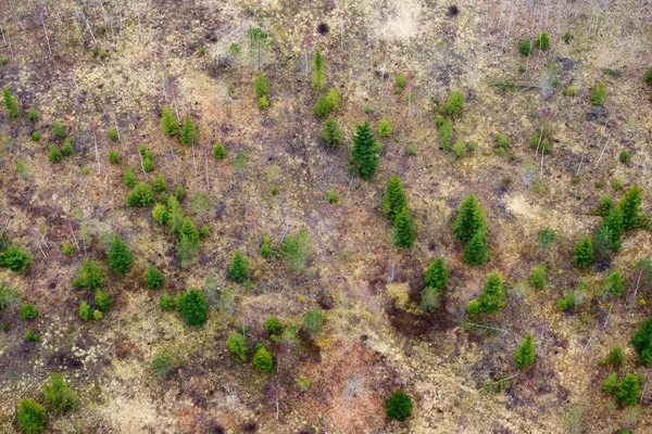 Северный лес, Латвия . — стоковое фото
