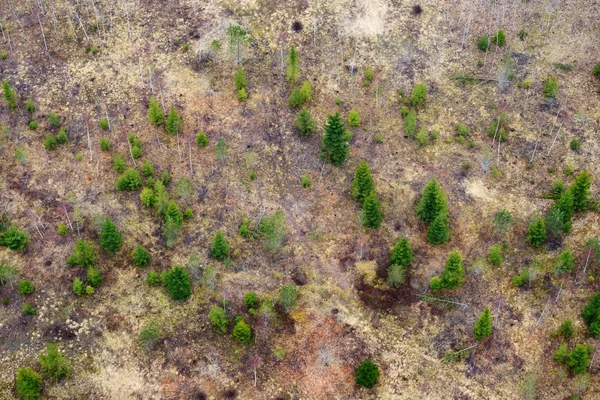 Northern forest ,Latvia. — Stock Photo, Image