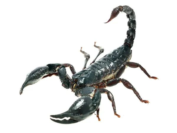 Großer schwarzer Skorpion — Stockfoto