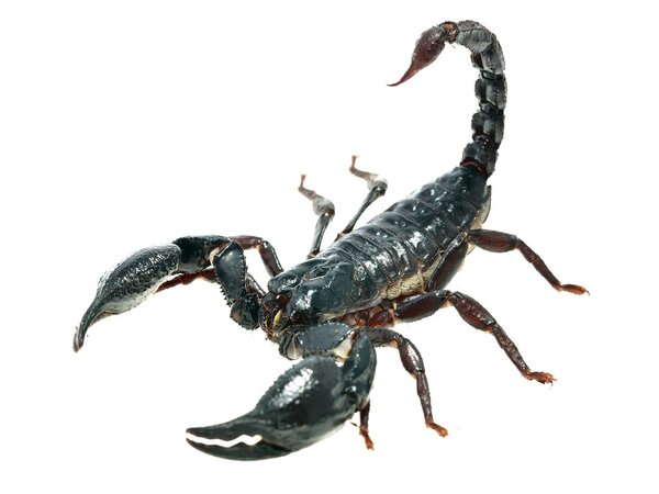 Большой чёрный скорпион
