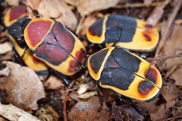 Virág scarabs (cetoniinae), a terrárium — Stock Fotó