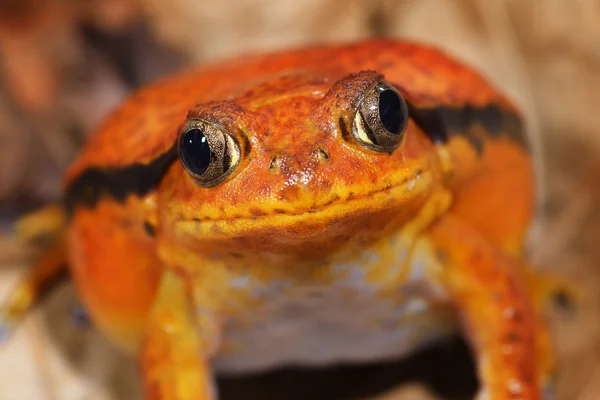 The false tomato frog Dyscophus guineti — Stock Photo, Image