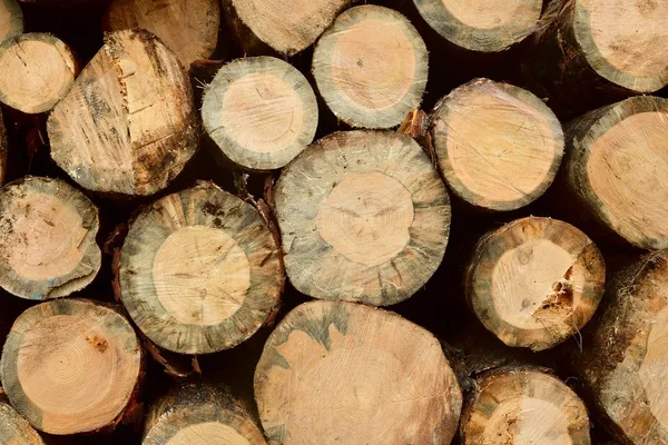 木の切り株 — ストック写真
