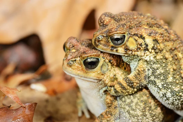 Africké společné ropucha amietophrynus gutturalis — Stock fotografie