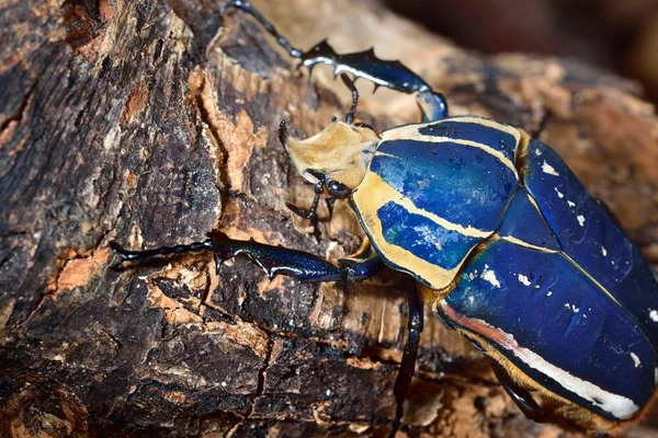 Bloem chafers in terrarium — Stockfoto