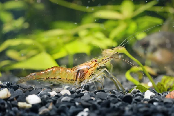 Asian glass shrimp in aquarium — Stock Photo, Image