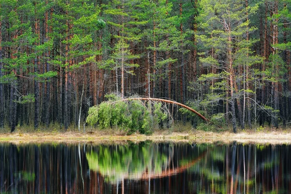 Pine forest and a lake — Stock Photo, Image