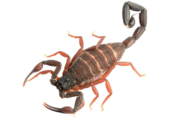 Skorpion centruroides gracilis — Stockfoto