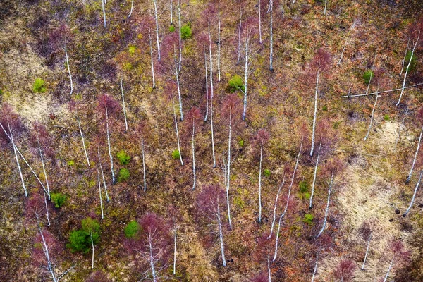 Foresta settentrionale, Lettonia . — Foto Stock