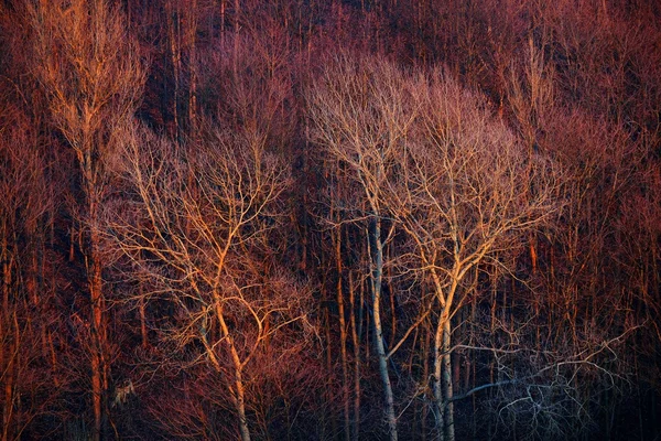 Vista da floresta ao pôr-do-sol . — Fotografia de Stock