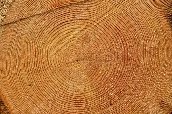 Пень текстуры
