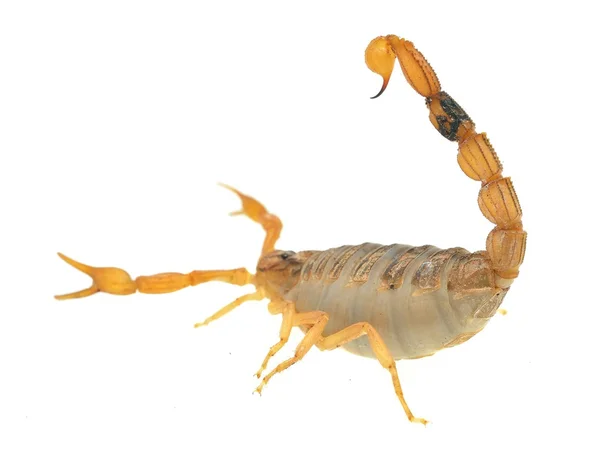 Marocko desert scorpion — Stockfoto