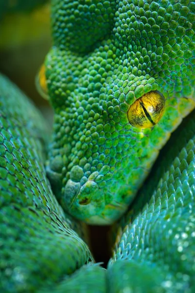Zelený strom Pythonu morelia viridis — Stock fotografie