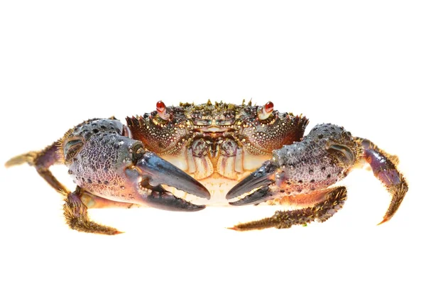 Warty crab Eriphia verrucosa — Stock Photo, Image