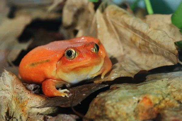 Лже-томатная лягушка Дискофус — стоковое фото