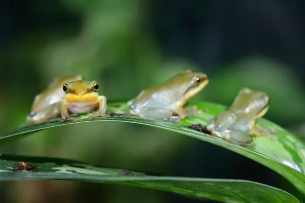 中国飞蛙树蛙 dennysii — 图库照片