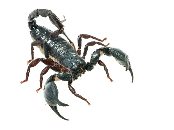 Großer schwarzer Skorpion — Stockfoto