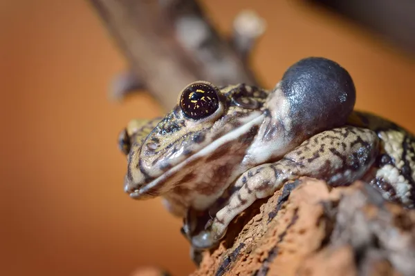 安南飞蛙树蛙龟 — 图库照片