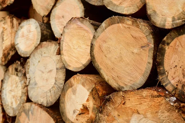 Tocones de árboles — Foto de Stock