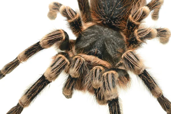 Gigantyczne tarantule acanthoscurria geniculata — Zdjęcie stockowe