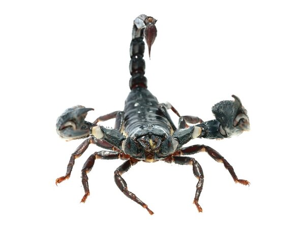 Большой чёрный скорпион
