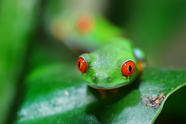 年轻的红眼树蛙红眼蛙 — 图库照片