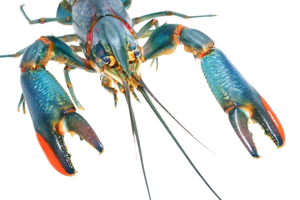 Australian blue crayfish Cherax — Stock Photo, Image