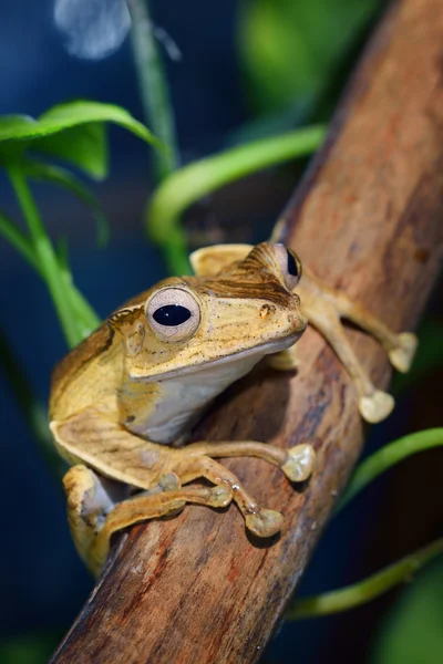 Borneo eared frog Polypedates otilophus — Stock Photo, Image
