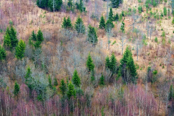 Northern forest ,Latvia. — Stock Photo, Image