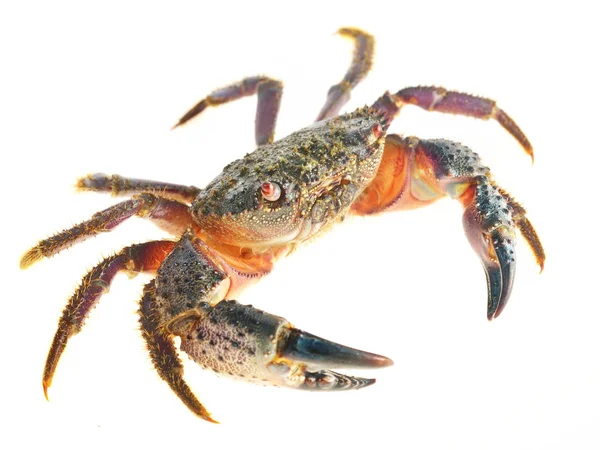 Sten eller vårtliknande krabba — Stockfoto