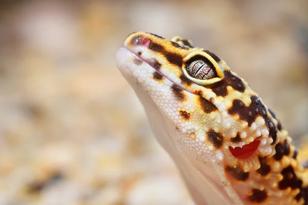 Leopardo gecko eublepharis macularius — Fotografia de Stock