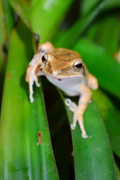 Ortak kurbağa polypedates leucomystax — Stok fotoğraf