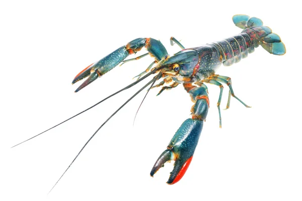 Australian blue crayfish Cherax — Stock Photo, Image