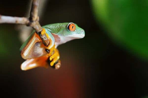 Junger Rotaugenlaubfrosch agalychnis callidryas — Stockfoto