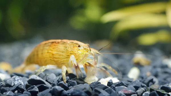 Südostasiatische Garnelen im Aquarium — Stockfoto