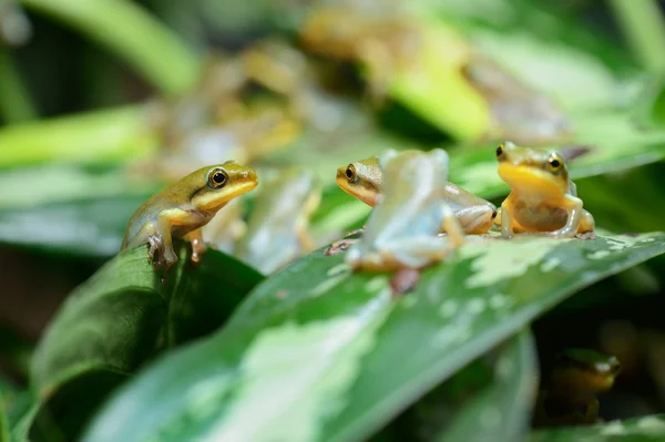 Rana voladora china Rhacophorus dennysii — Foto de Stock