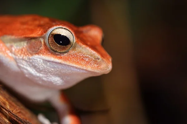 Sapo-da-árvore-comum Polypedates leucomystax — Fotografia de Stock