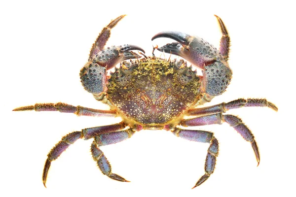 Crabe verruqueux Eriphia verrucosa — Photo