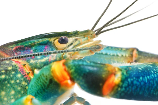 Blue crayfish — Stock Photo, Image