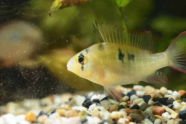 Cichlid Ropical en acuario — Foto de Stock