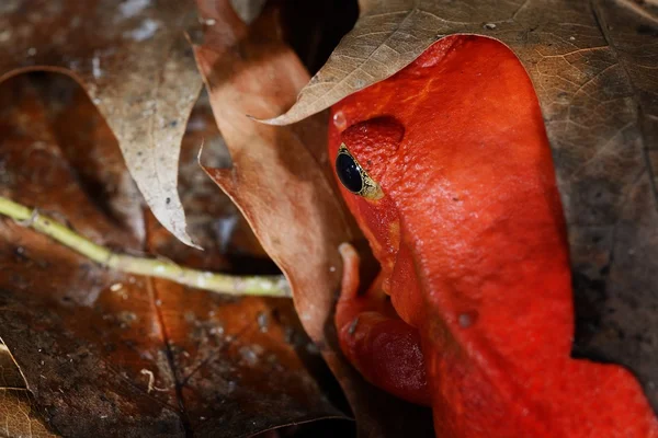 La falsa rana de tomate Discófano — Foto de Stock