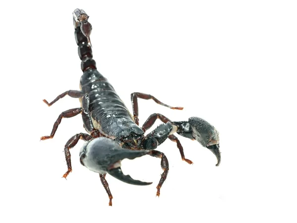 Duży czarny Skorpion — Zdjęcie stockowe