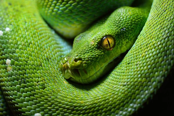 Zöld fa python morelia viridis — Stock Fotó