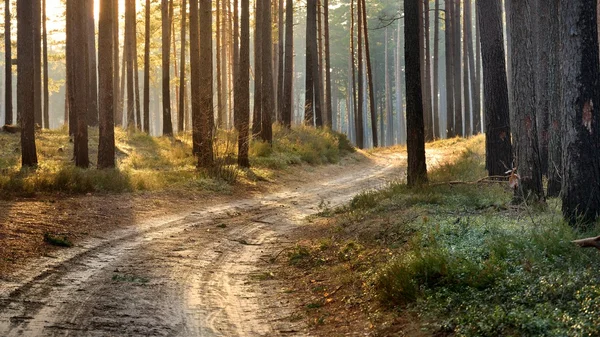 Sabah güzel bir ormanda yol