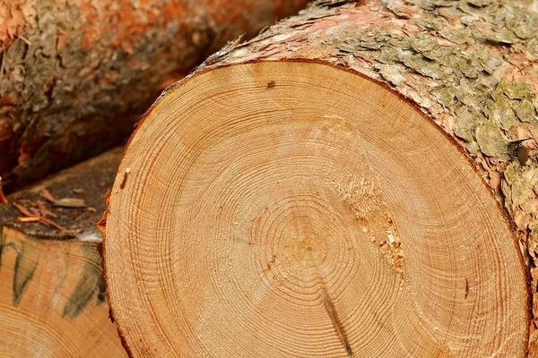 Baumstumpf — Stockfoto