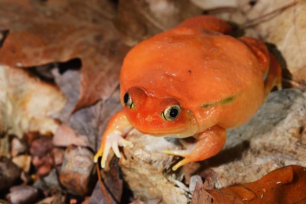 The false tomato frog Dyscophus — Stock Photo, Image