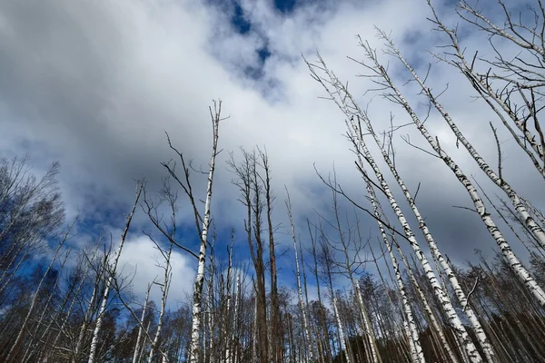Las w zimie — Zdjęcie stockowe