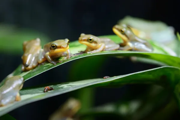 Chinese flying frog Rhacophorus dennysii — Stock Photo, Image