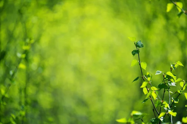 桦树背景 — 图库照片