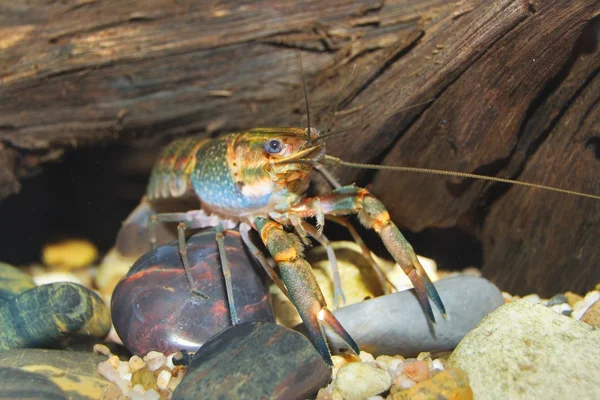 Colorful Australian blue crayfish — Stock Photo, Image